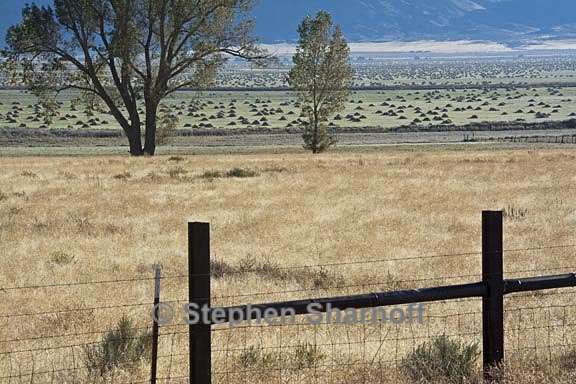 fields north of alturas graphic